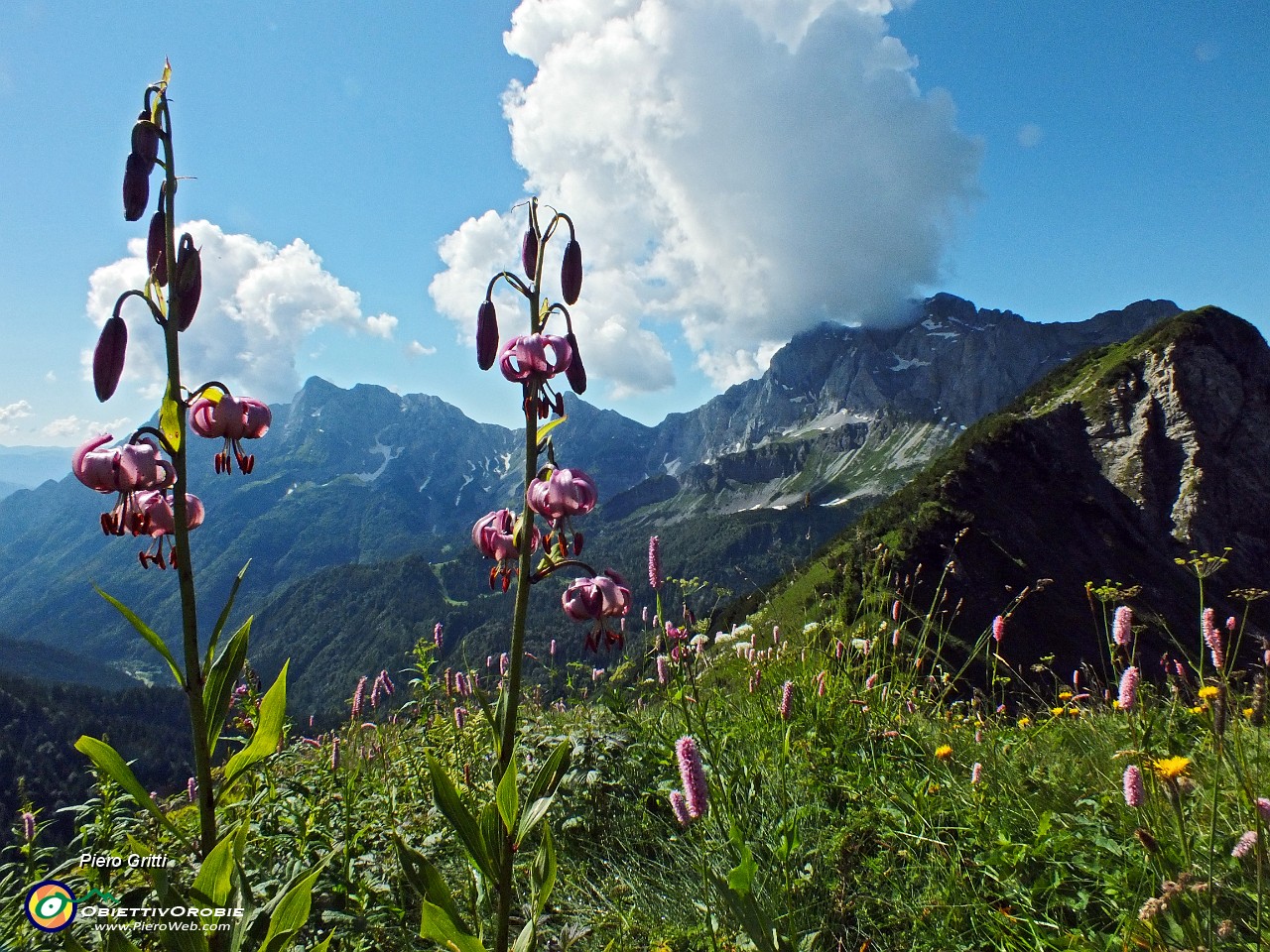 21 Gigli martagone con Arera-Valmora-Fop da sfondo.JPG